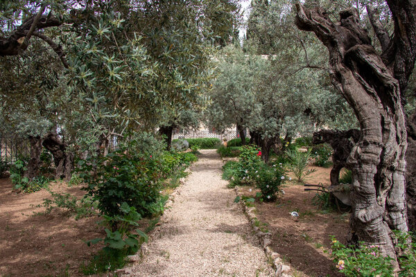 Olive trees in the biblical Garden of Gethsemane, where Jesus prayed before his betrayal and capture - Mount of Olives, Jerusalem