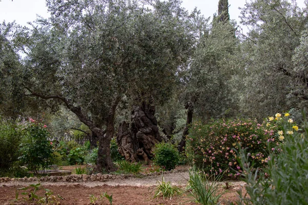 Olive Trees Biblical Garden Gethsemane Jesus Prayed His Betrayal Capture — стоковое фото