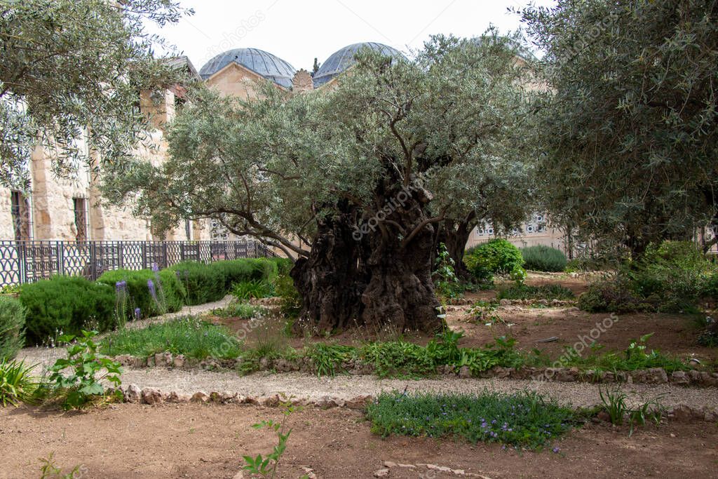 Olive trees in the biblical Garden of Gethsemane, where Jesus prayed