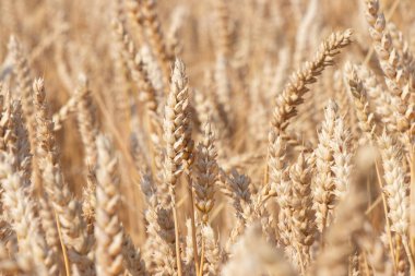 Rich harvest Concept. Ears of golden wheat close up. Background of ripening ears of meadow wheat field.
