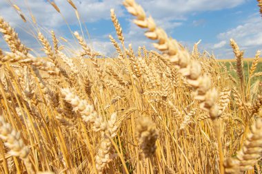 Altın buğday tarlası ve mavi gökyüzü