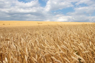 Beautiful rural landscape wheat field