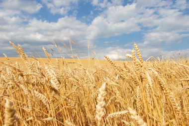 Beautiful rural landscape wheat field