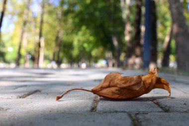 Sonbahar mevsiminde düşen yaprak. Sonbahar, akçaağaç yapraklarıyla dolu. Sonbaharın ılık renkleri.