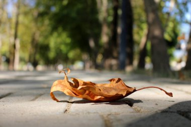 Sonbahar mevsiminde düşen yaprak. Sonbahar, akçaağaç yapraklarıyla dolu. Sonbaharın ılık renkleri.