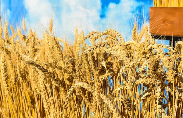 Spikelets of yellow wheat (Triticum L.) on a blue background
