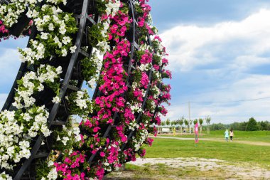 KYIV, UKRAINE 5 HAZİRAN 2021: Kurulumda beyaz ve parlak pembe renkli petunya