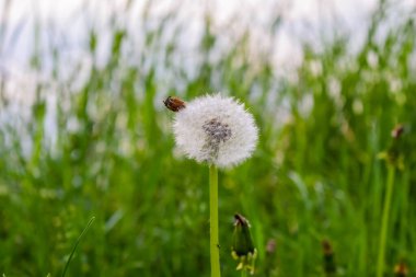 Karahindiba (Taraxacum) çiçeği ve gün boyunca beyaz tohumlar