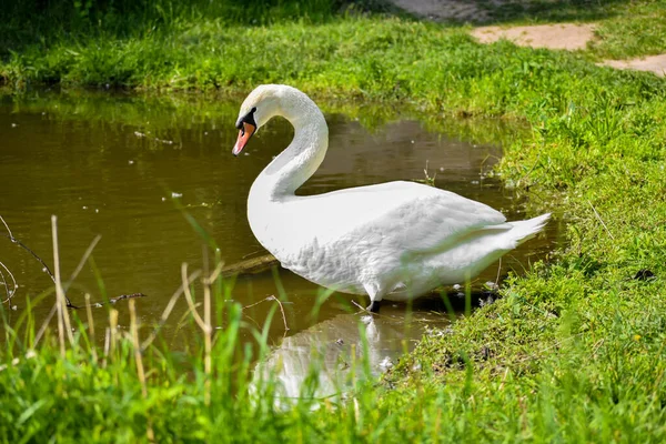 Weißer Schwan Cygnus Nachmittag Auf Dem See Park — Stockfoto