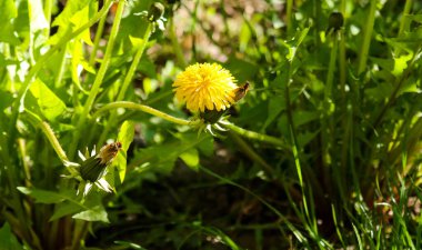 Sarı karahindiba (Taraxacum) çiçekleri gün boyunca çimlerde