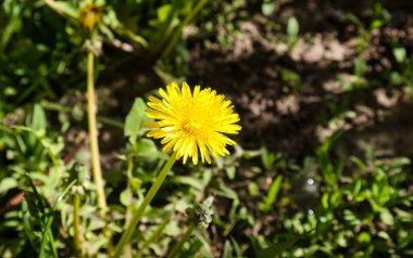 Sarı karahindiba (Taraxacum) çiçekleri gün boyunca çimlerde