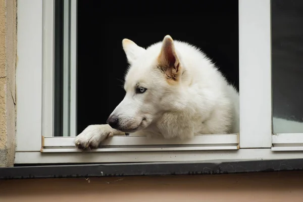 A white dog looks out of the window of the house
