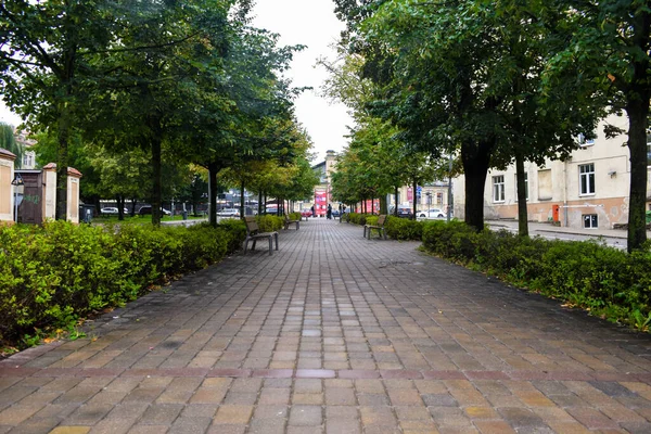 Yaz günü parkta yeşil ağaçlar