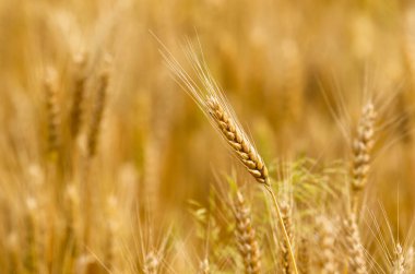 Sarı başak, tarlada altın buğday. Wheatear. Yaz öğleden sonra buğday tarlası