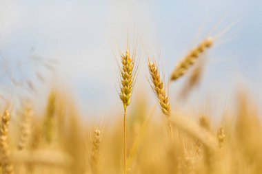 Sarı başak, tarlada altın buğday. Wheatear. Yaz öğleden sonra buğday tarlası