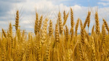 Mavi gökyüzünün arka planında sarı ve altın buğday dalları. Buğday kulakları. Yaz öğleden sonra buğday tarlası