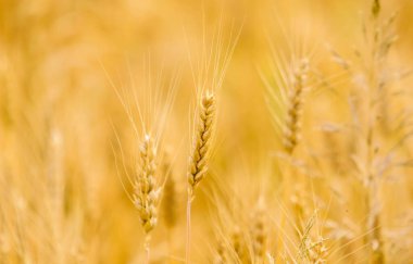 Sarı başak, tarlada altın buğday. Wheatear. Yaz öğleden sonra buğday tarlası