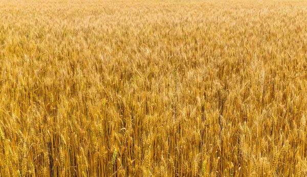 Yaz Öğleden Sonra Altın Buğday Tarlası Buğday Tarlası — Stok fotoğraf