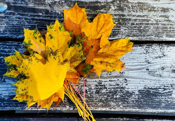 가을에는 배경에 노란색의 — 스톡 사진