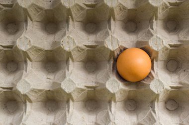 Karton yumurta tepsisinde bir kahverengi yumurta