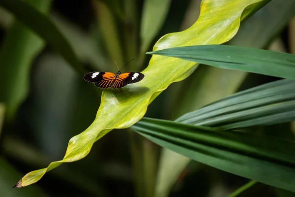 Gyönyörű Neotróp Pillangó Sárga Virágon Zöld Erdő Természetes Környezetében Heliconius Stock Kép