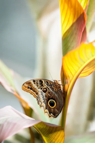 Egy Hatalmas Trópusi Pillangó Óriás Bagoly Vagy Sápadt Bagoly Egy Stock Fotó
