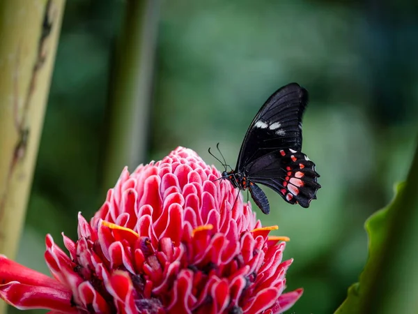 Skarlát Mormon Vagy Vörös Mormon Egy Skarlát Virágon Papilio Rumanzovia Stock Kép