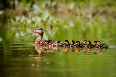 Ördek anne ilk seferlerinde gençleri alır. Bahar şiiri, karamsar fotoğraf. Mallard, Anas platyrhynchos.