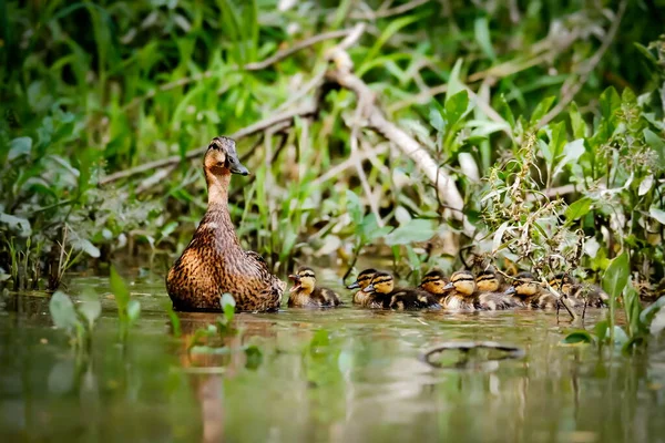 Duck mom takes young on first expeditions. Spring poetry, moody photo. Mallard, Anas platyrhynchos.
