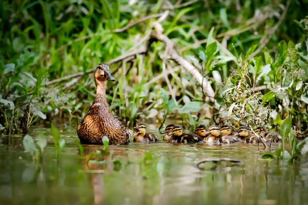 Maman Canard Prend Les Jeunes Sur Les Premières Expéditions Poésie Photos De Stock Libres De Droits