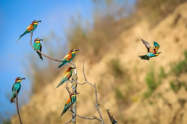 Rêve Ornithologues Arbre Couvert Troupeau Mangeurs Abeilles Printemps Bijou Volant Image En Vente