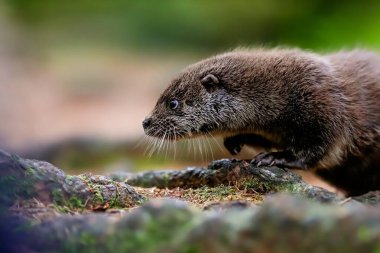 Close-up portrait of a river otter in its natural environment.It is also known as the European otter, Eurasian river otter, common otter, and Old World otter. Native to Eurasia. Lutra lutra.