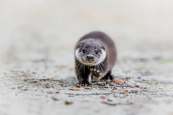 Close Portrait River Otter Its Natural Environment Also Known European Imagens De Bancos De Imagens