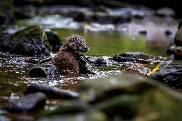 Close Portrait River Otter Its Natural Environment Also Known European Fotos De Bancos De Imagens