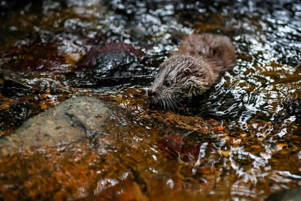 Close Portrait River Otter Its Natural Environment Also Known European Imagens De Bancos De Imagens Sem Royalties