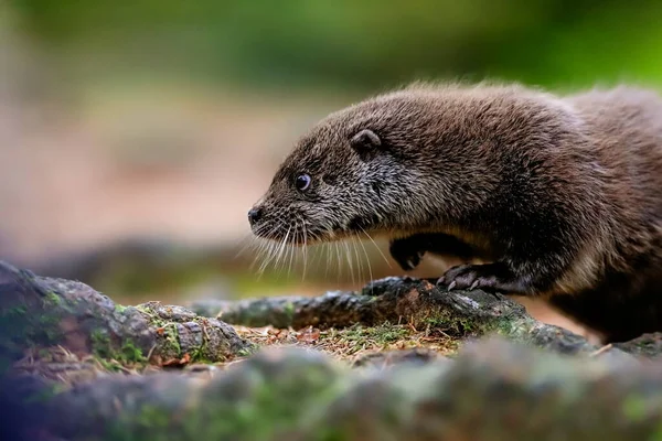 Close Portrait River Otter Its Natural Environment Also Known European Stock Kép