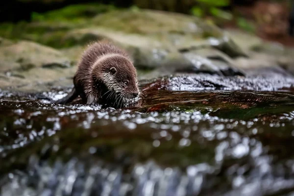 Gros Plan Portrait Une Loutre Rivière Dans Son Environnement Naturel Photos De Stock Libres De Droits