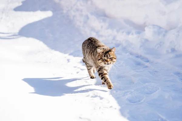 Gato Peludo Corre Largo Camino Cubierto Nieve Día Soleado Sol — Foto de Stock