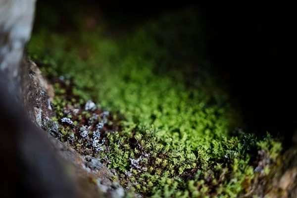 岩石上的一帧绿色苔藓 自然界中石头和树木表面的质感 我们周围的小植物 高质量的照片 — 图库照片