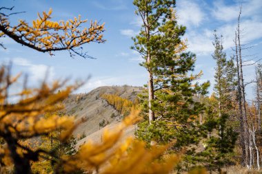 İnanılmaz mavi gökyüzü ile sonbahar dağ ormanı manzarası. Yüksek kalite fotoğraf