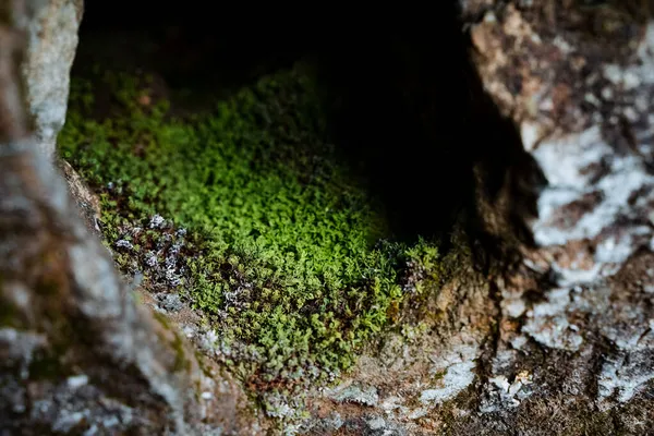 岩石上的一帧绿色苔藓 自然界中石头和树木表面的质感 我们周围的小植物 — 图库照片