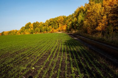 Ekinlerle bezenmiş geniş yeşil bir tarla, yakınlarda bir sonbahar ormanı uzanıyor, bir yol geçiyor. Güneşli bir sonbahar, sıcaklığın son günleri. Yüksek kalite fotoğraf