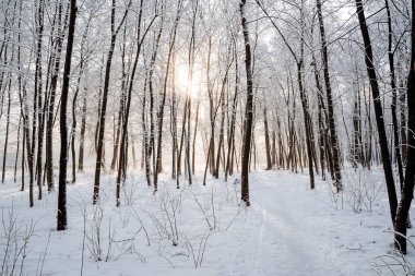 Güneşli bir sabahta kış manzarası. Ağaçlar hafif karla kaplı. Kış ormanlarında bir yürüyüş, don ve pırıltı. Yüksek kalite fotoğraf