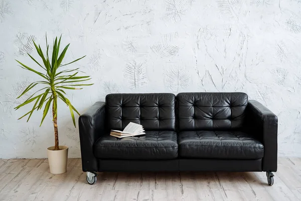 Black Leather Sofa Bright Room Nearby Large Pot Ficus Couch — Stock Photo, Image