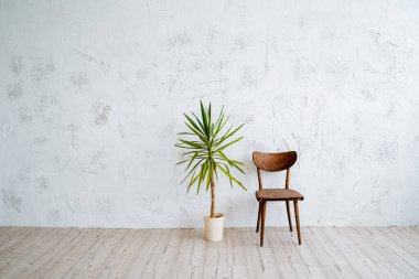 Bir saksı incir ve odanın ortasında ahşap bir eski sandalye. Fotoğrafçılık için minimalist bir yer. Aydınlık duvarlar, odada ahşap zemin. Yüksek kalite fotoğraf