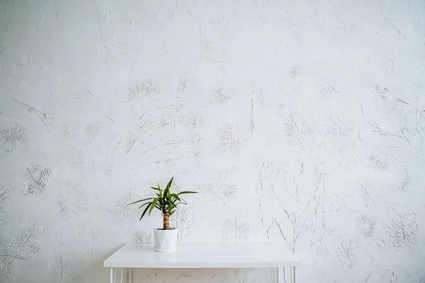 Masanın üzerinde küçük bir saksı incir var. İç kısmın minimalist ışık çerçevesi. Saksı çiçeği. Yüksek kalite fotoğraf