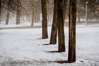Şehirdeki ilk kar. Ağaçların siyah gövdeleri kara gölge düşürür. Şehir Parkı. Kışın kasvetli manzarası. Hava bulutlu. Yüksek kalite fotoğraf