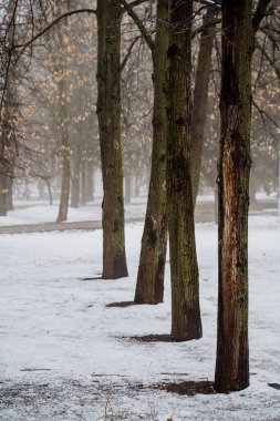 Şehirdeki ilk kar. Ağaçların siyah gövdeleri kara gölge düşürür. Şehir Parkı. Kışın kasvetli manzarası. Hava bulutlu. Yüksek kalite fotoğraf