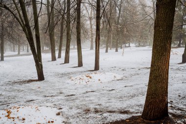 Şehirdeki ilk kar. Ağaçların siyah gövdeleri kara gölge düşürür. Şehir Parkı. Kışın kasvetli manzarası. Hava bulutlu. Yüksek kalite fotoğraf