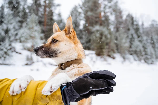 Paseo Invierno Con Perro Aire Libre Retrato Perro Rojo Sobre — Foto de Stock